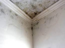 Why You Should Choose Our Mold Remediation Services in Lewiston, UT